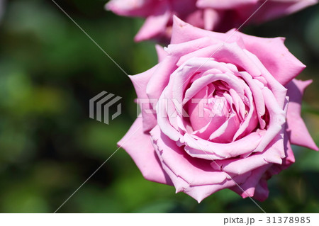 バラの花　ブルーバユー 31378985