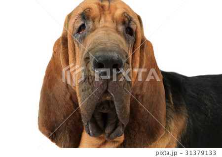Portrait of Bloodhound dog 31379133