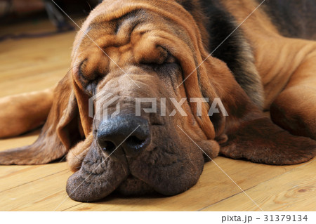 Bloodhound dog sleeping Bloodhound dog sleeping 31379134