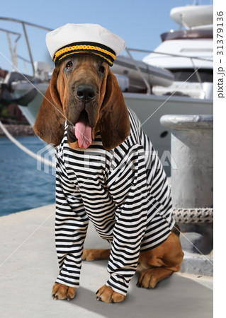 The mariner Bloodhound dog 31379136