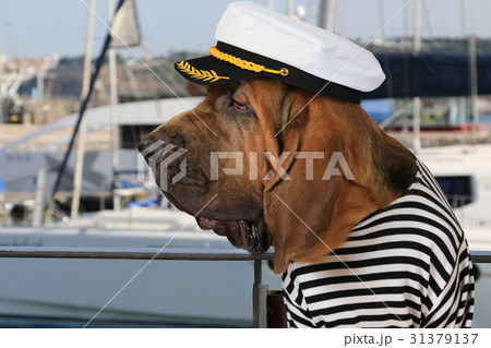 Bloodhound dog in a marine uniform Bloodhound dog in a marine uniform 31379137