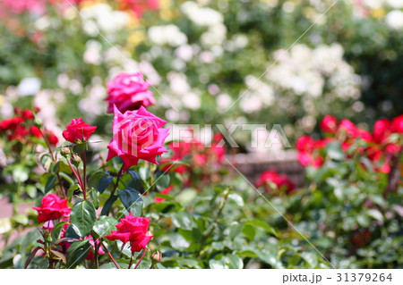 ピンクのバラの花 ピンクのバラの花 31379264