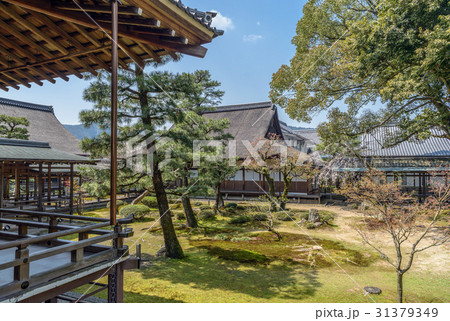 京都嵯峨野　大覚寺の境内風景 31379349