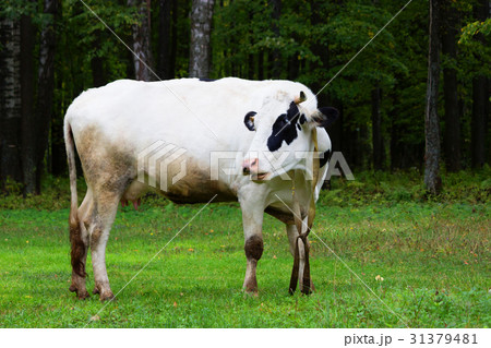 Cow grazing on a meadow 31379481