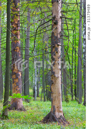 Traces of termites eat wood 31379489