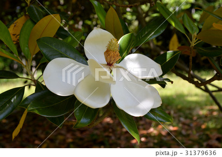 タイサンボクの大輪の花 31379636