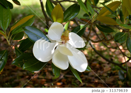 タイサンボクの大輪の花 31379639