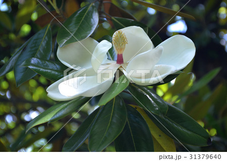 タイサンボクの大輪の花 タイサンボクの大輪の花 31379640