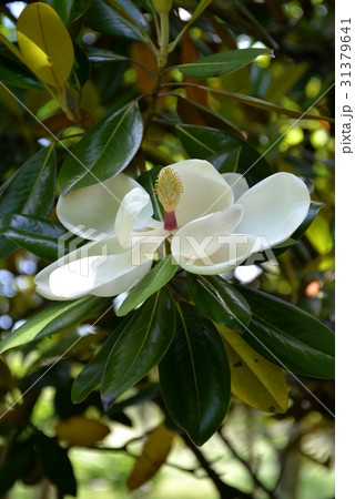 タイサンボクの大輪の花 タイサンボクの大輪の花 31379641
