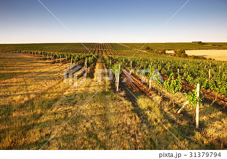 Evening view of the vineyards 31379794