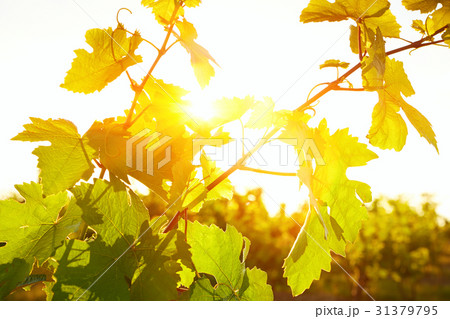 Grape leaves background warm yellow sunbeam Grape leaves background warm yellow sunbeam 31379795