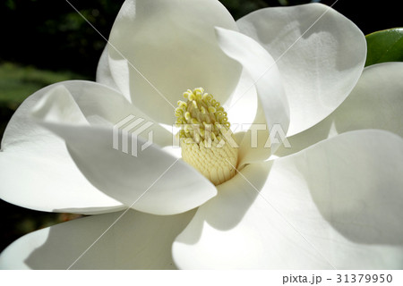 タイサンボクの大輪の花 タイサンボクの大輪の花 31379950