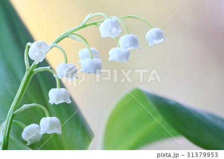 スズランの上品な花　白花 31379953