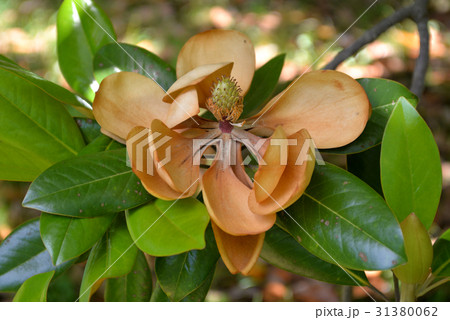 タイサンボクの枯れた花 31380062