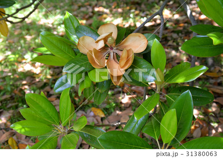 タイサンボクの枯れた花 31380063