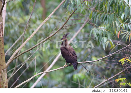 エボシクマタカ エボシクマタカ 31380141