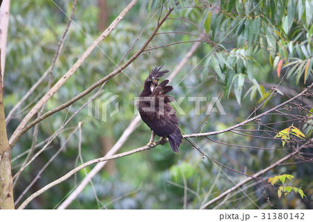 エボシクマタカ 31380142