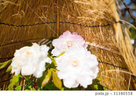 初春の牡丹 31380558