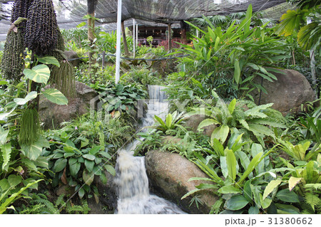 A scenic view in the garden butterflies, Koh Samui 31380662