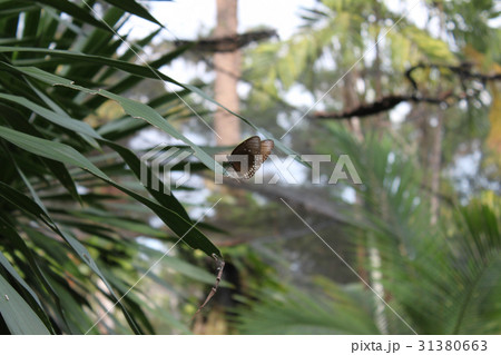 A scenic view in the garden butterflies, Koh Samui 31380663