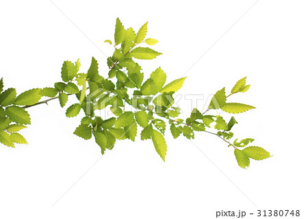 green leafs isolated on white background 31380748