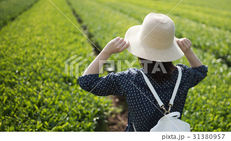 茶畑 茶畑 31380957