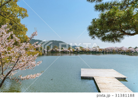 京都嵯峨野　大沢池の春景色 31381188