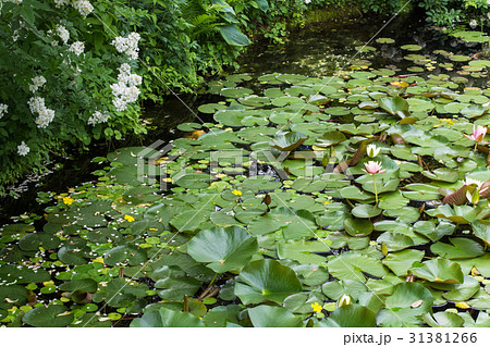自然観察 ビオトープ 自然観察 ビオトープ 31381266