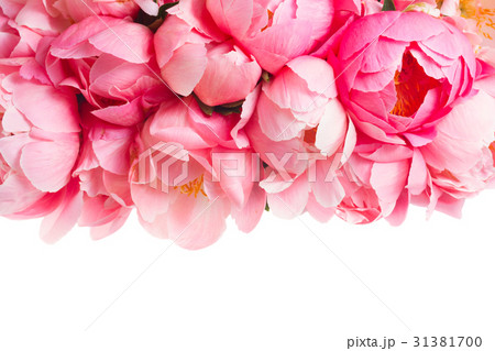 Fresh peony flowers Fresh peony flowers 31381700