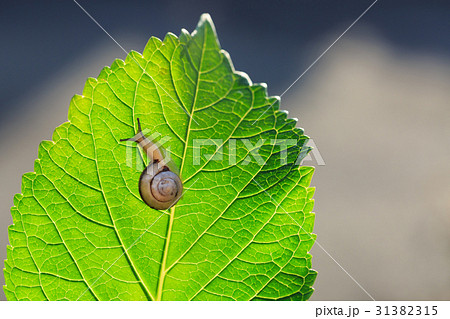 カタツムリ カタツムリ 31382315