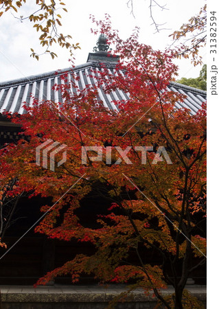 仁和寺の紅葉 31382594