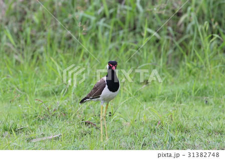 red-wattled lapwing 31382748