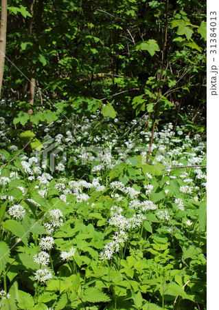 wild bears garlic (Allium ursinum) in flower 31384013
