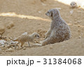 ミーアキャット 1 31384068