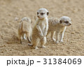 ミーアキャット 2 31384069