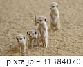 ミーアキャット 3 31384070
