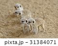 ミーアキャット 4 31384071