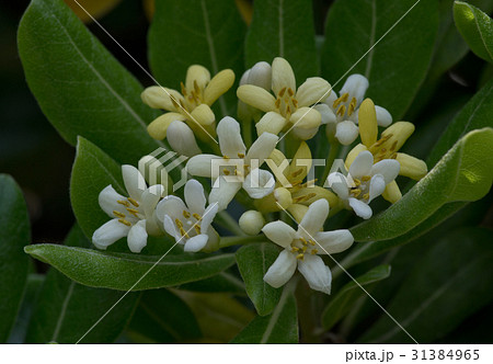トベラの木の花 トベラの木の花 31384965