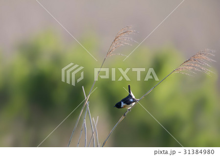 ノビタキ-Siberian Stonechat 31384980