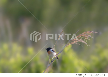 ノビタキ-Siberian Stonechat 31384981