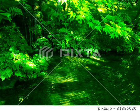 瑠璃光院 湧き水 深緑 瑠璃光院 湧き水 深緑 31385020