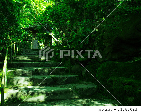 瑠璃光院　深緑 31385023