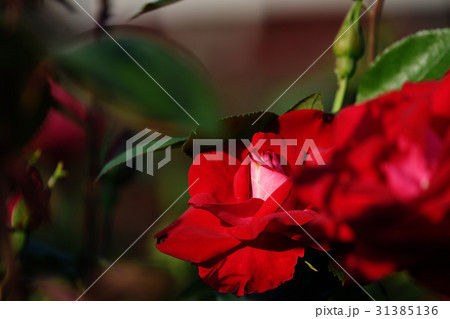 バラの花 31385136