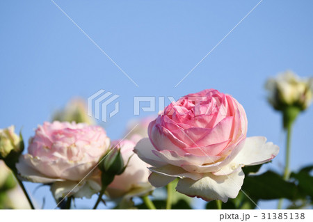 バラの花 31385138