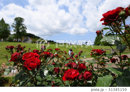 バラの花 31385150