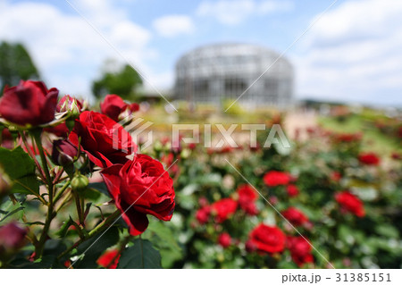 バラの花 31385151