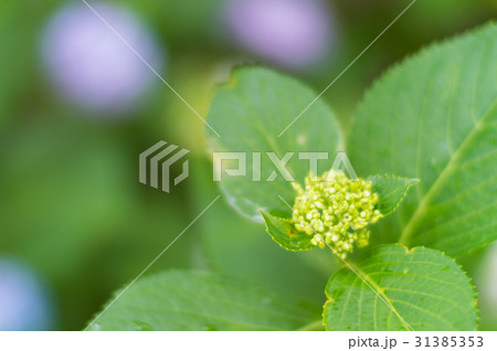 アジサイの蕾 アジサイの蕾 31385353