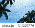 ヤシの木と青空 31385776