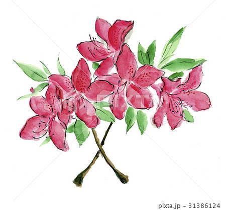 ツツジのイラスト素材 [31386124] - PIXTA