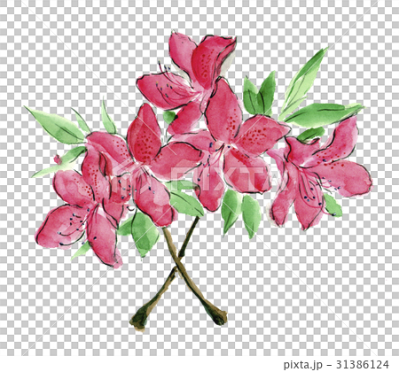 ツツジのイラスト素材 [31386124] - PIXTA